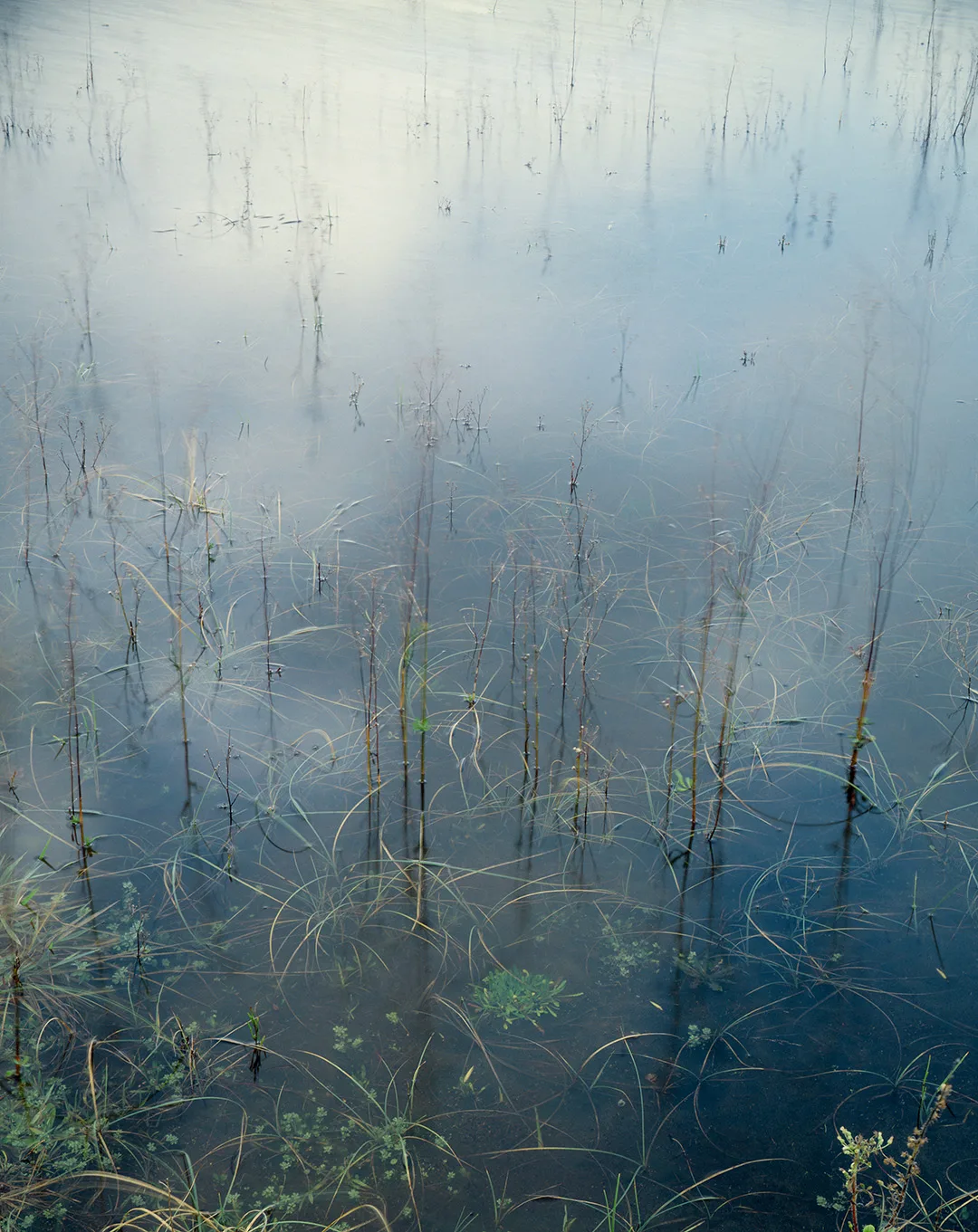 Grasses