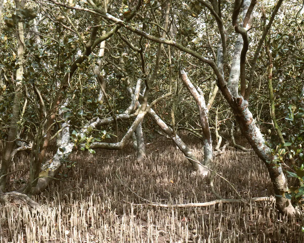 Mangrove forest