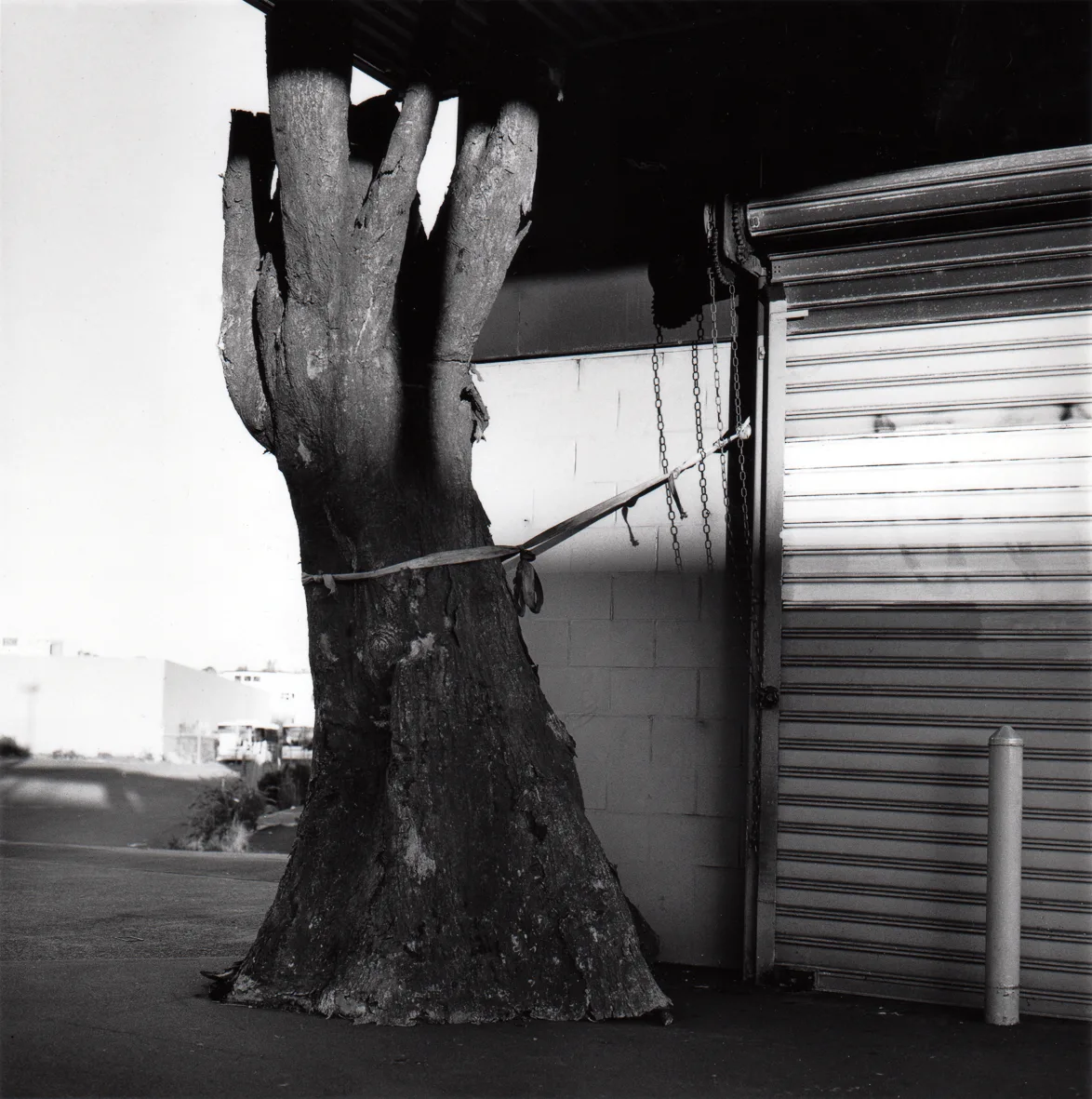 Tethered tree