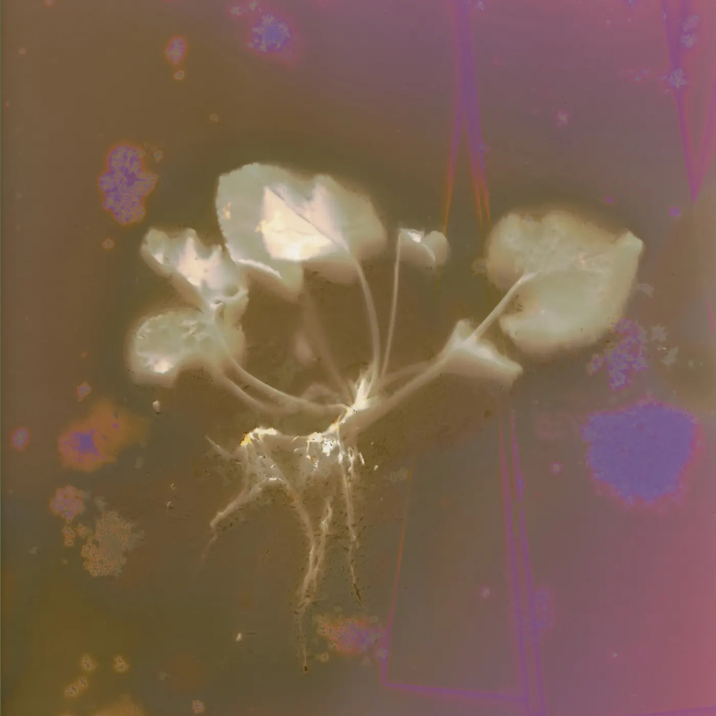 Wild violet