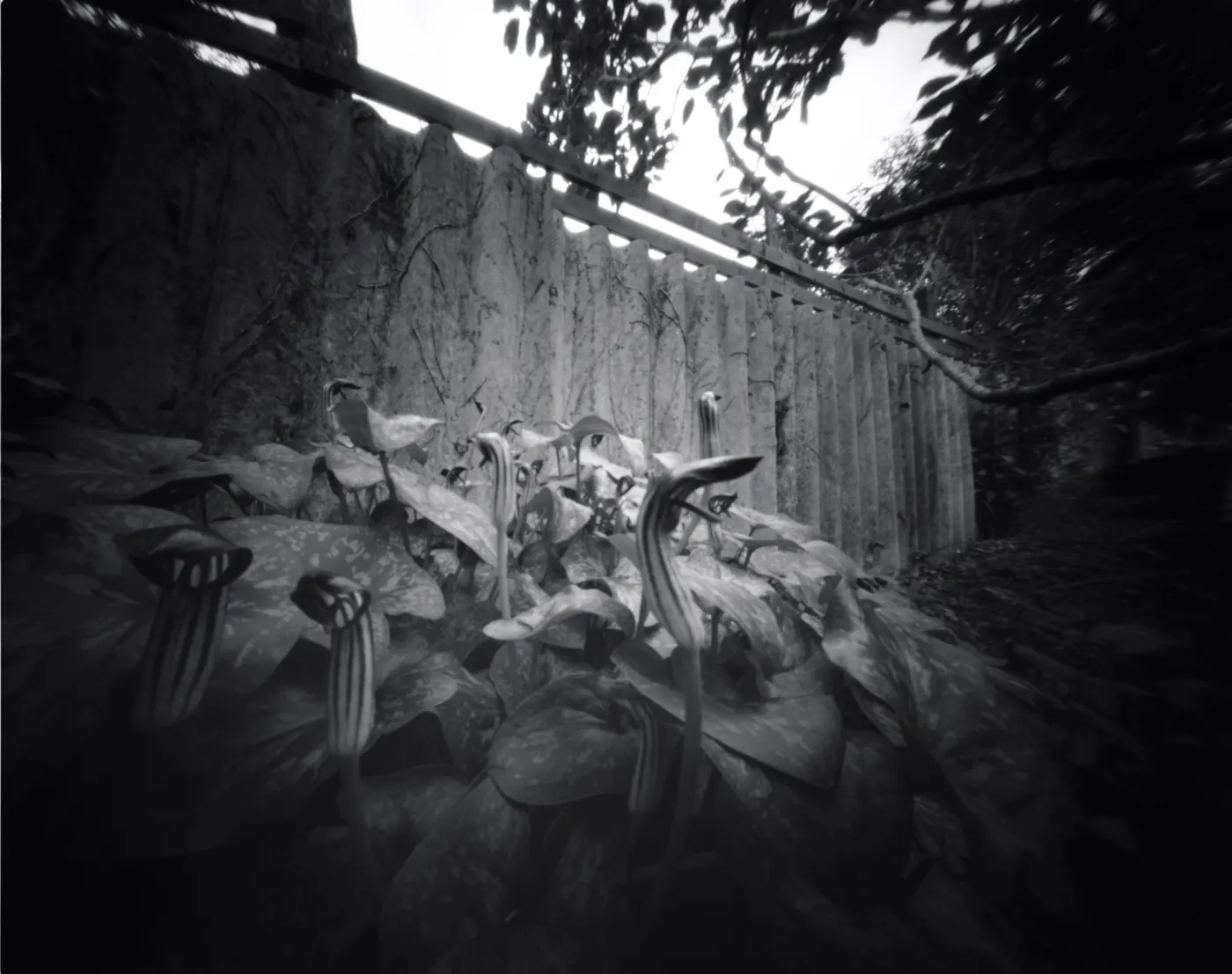 Cowled Arums