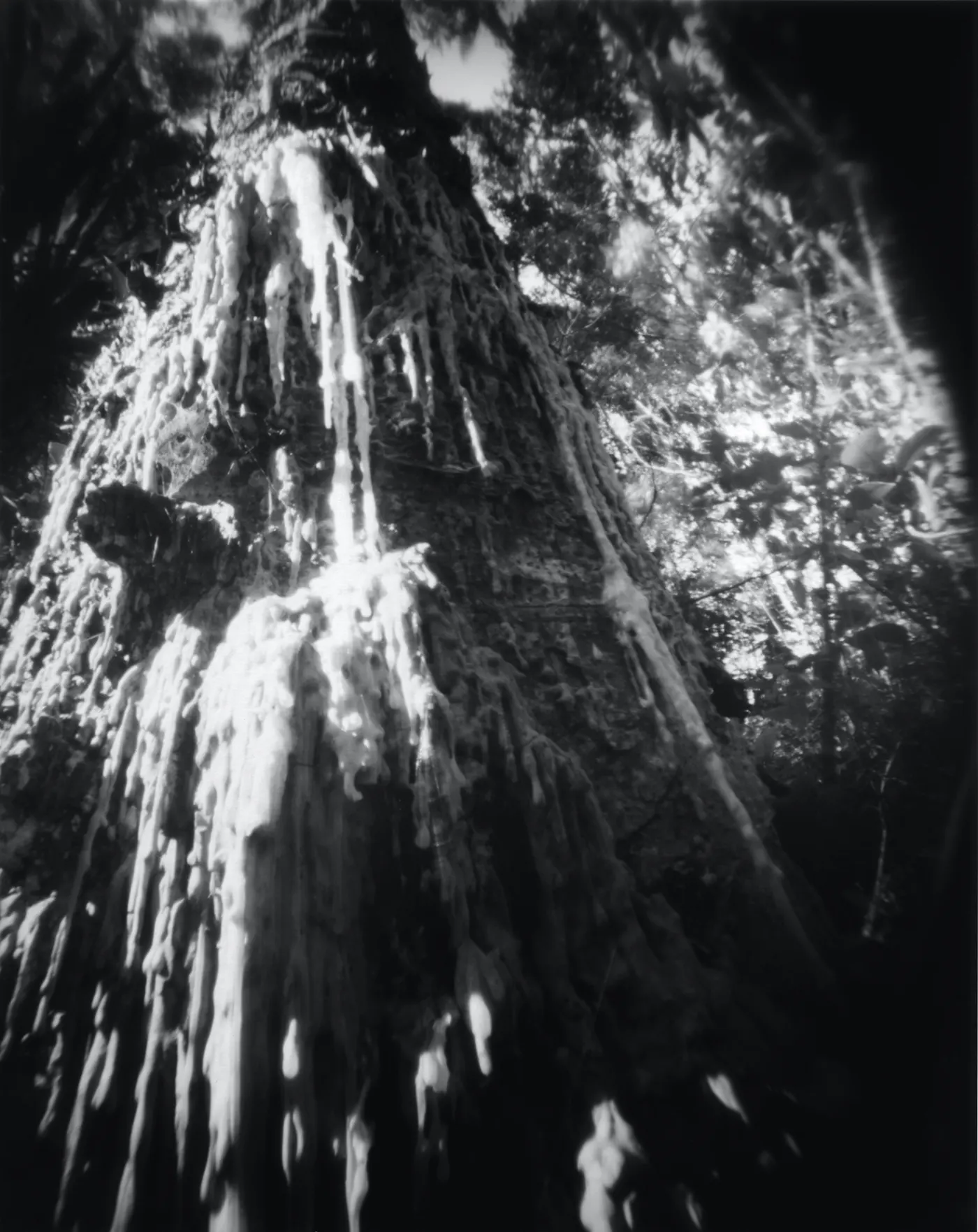 Kauri