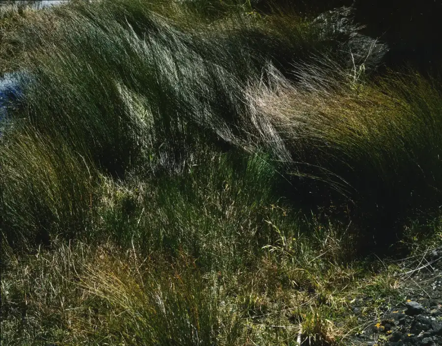 Sedges