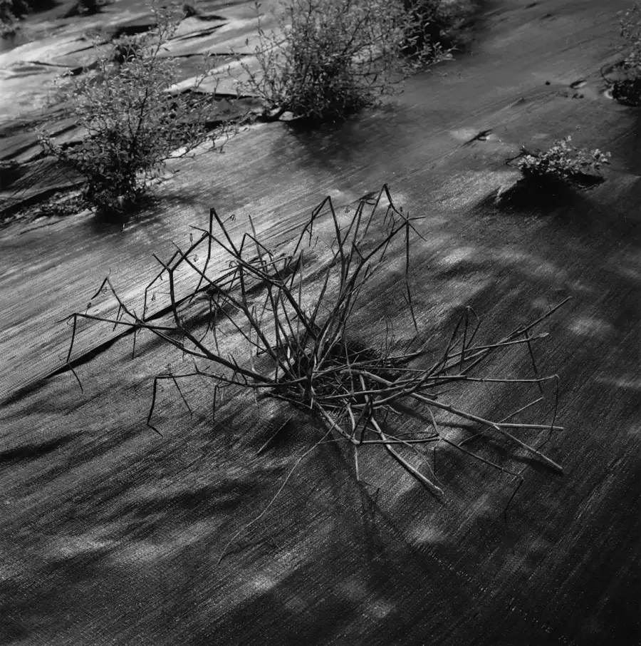 Erosion planting
