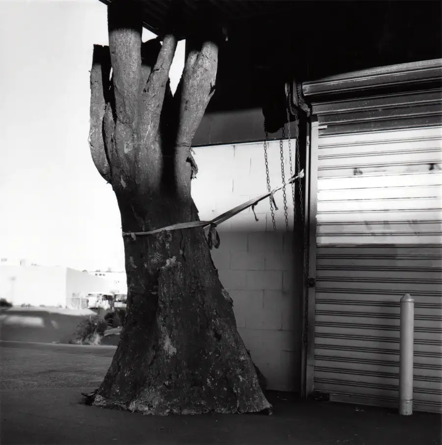 Tethered tree