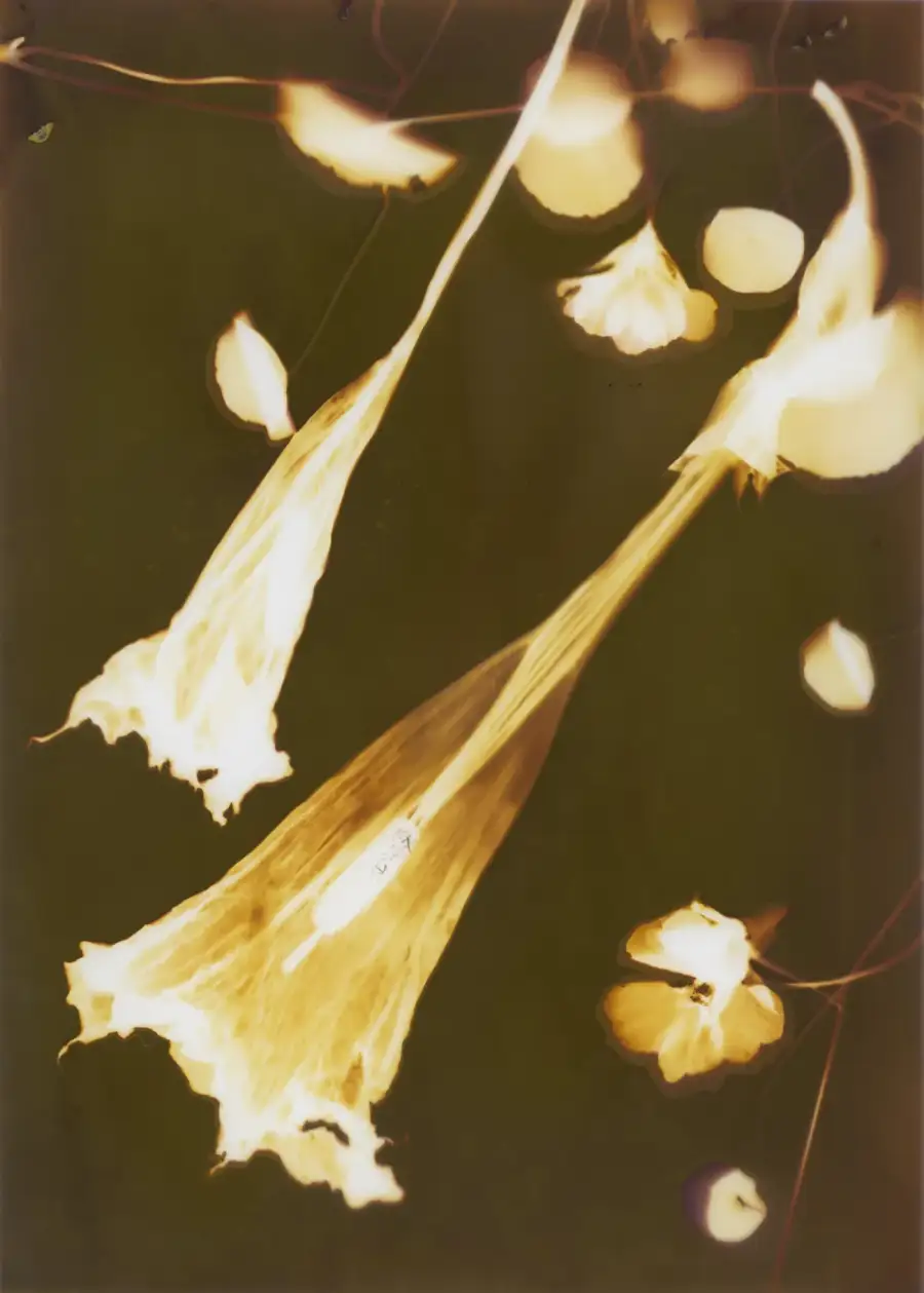 Datura trumpets