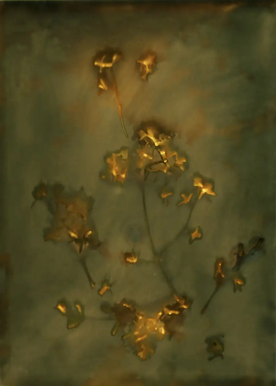 Illuminated Kohekohe