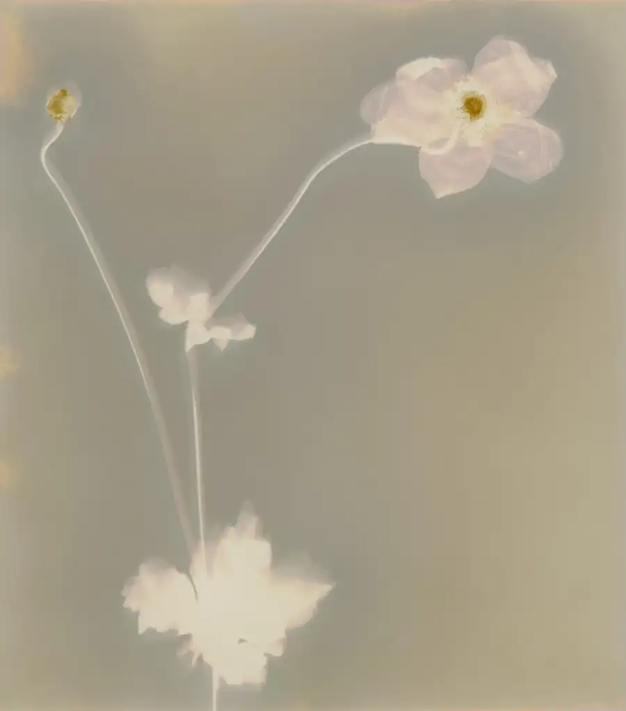 Windflower