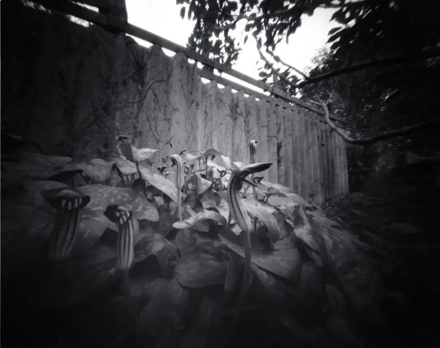 Cowled Arums