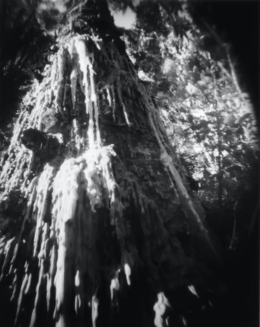 Kauri