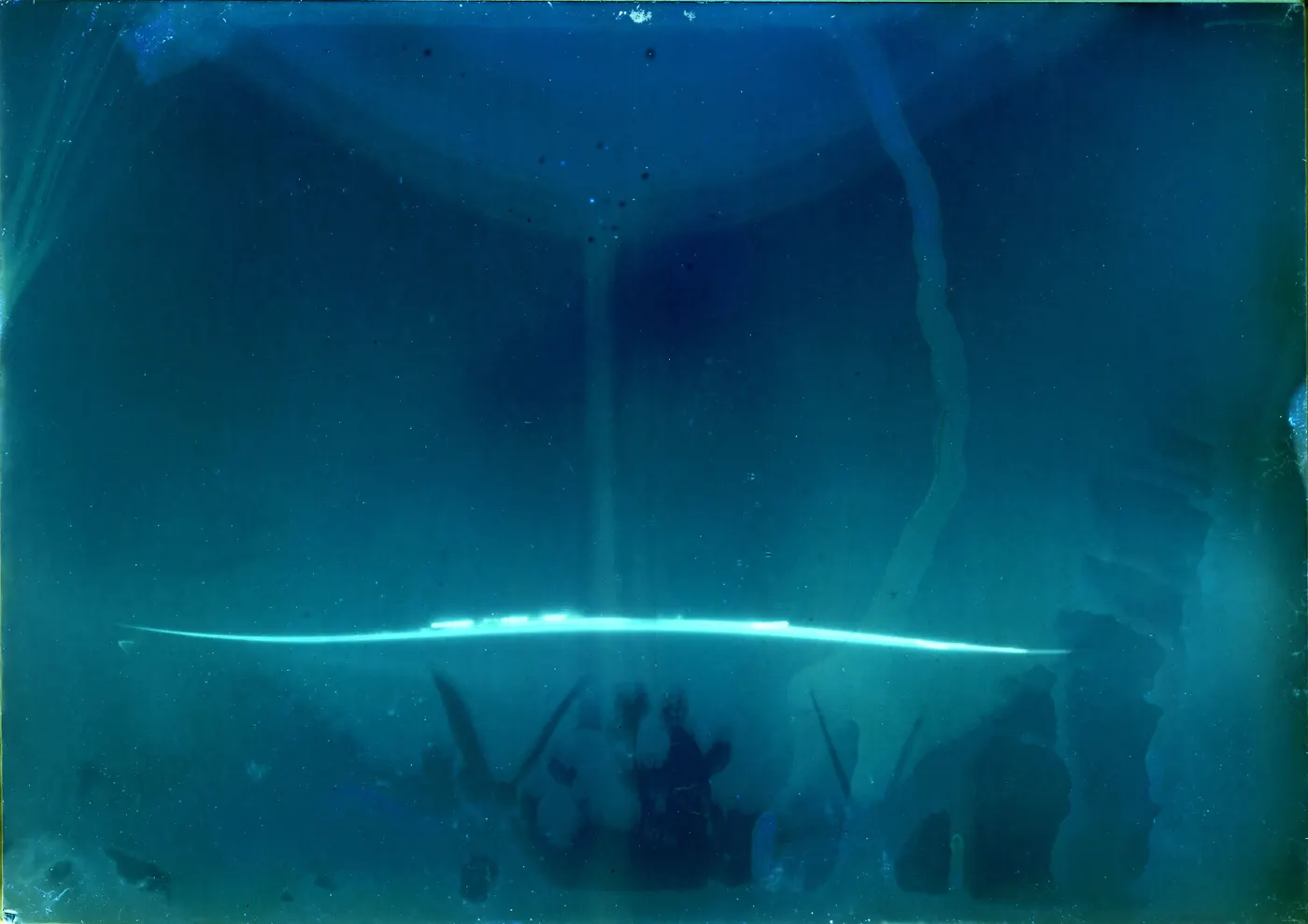 Tamaki Tidal, aerial roots